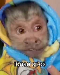 🤪