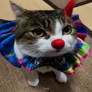 🐾