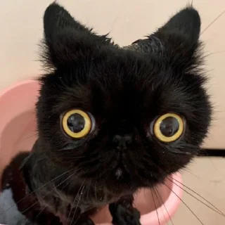 😺