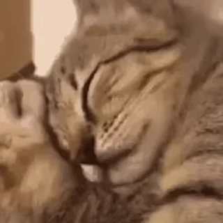 😻