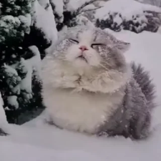 😺