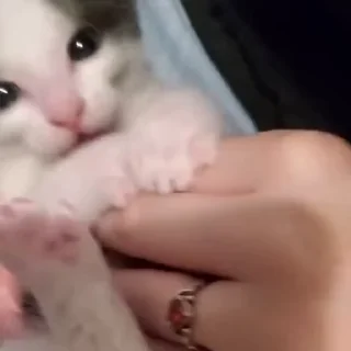 🐾