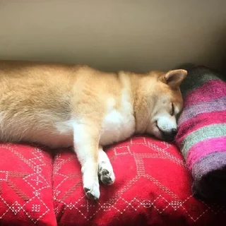 💤