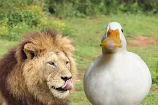 🦁