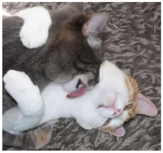 😺