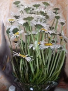🌻