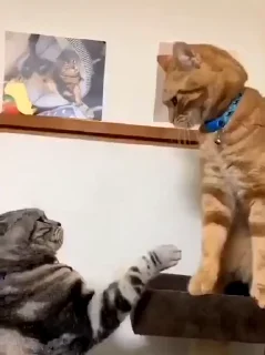 🐱