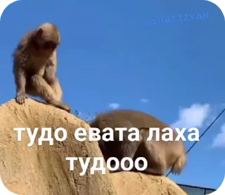 🌟