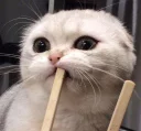 😾