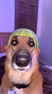 🍉