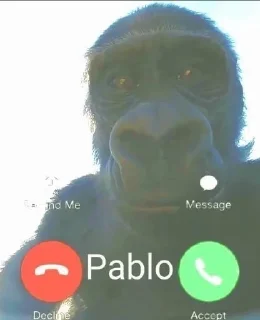 🐒