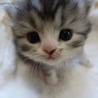 🤍