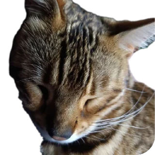🐱