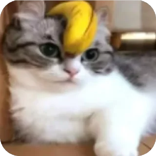 🫥