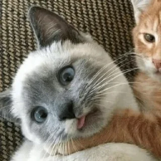 😼