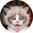 🐱