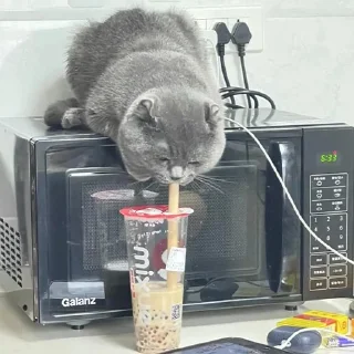 🐈