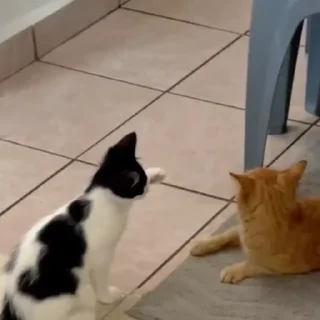 🐈