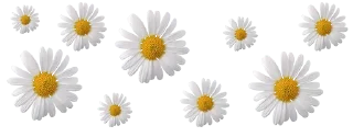 🌸