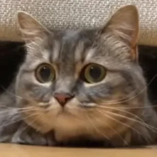 🙀