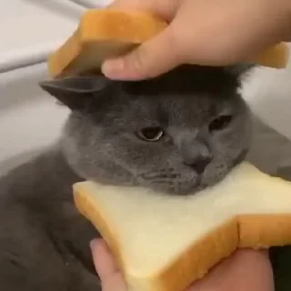 🥪