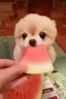 🐶