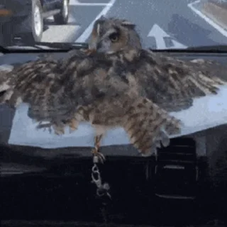 🦉