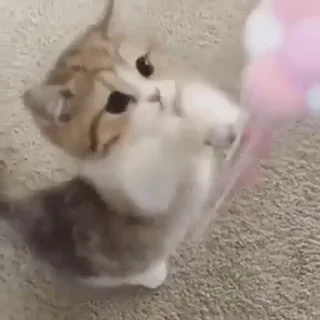 🐱