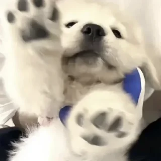 🐾