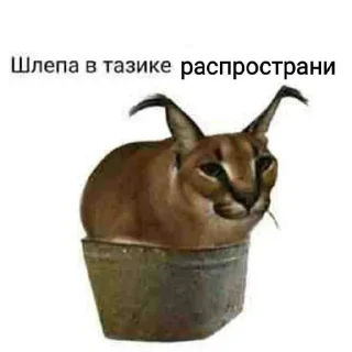 Стикеры Шлёпы (by @KubikRubik001)