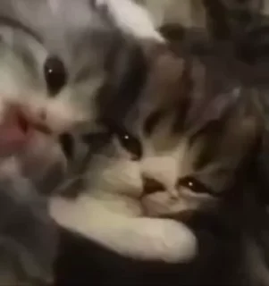 🌟