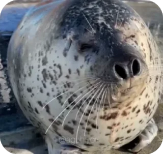 😄