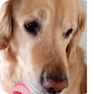 Шерлок🐶