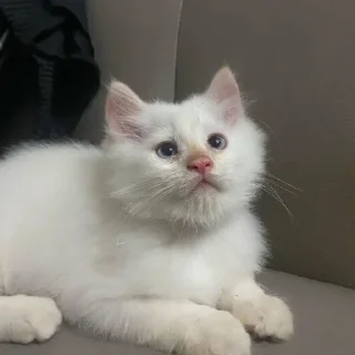 🐱