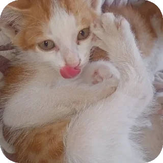🐱