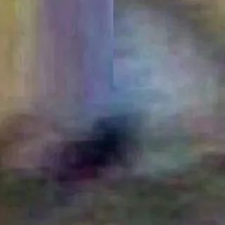 🐱