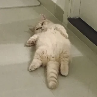 🐱
