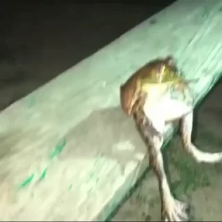 🌟