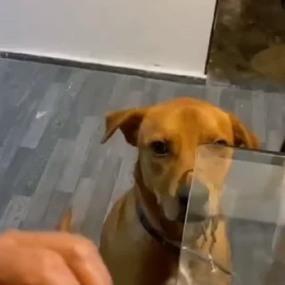 🐶