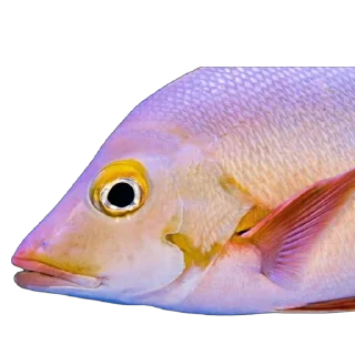 🐟
