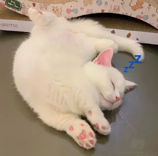 💤