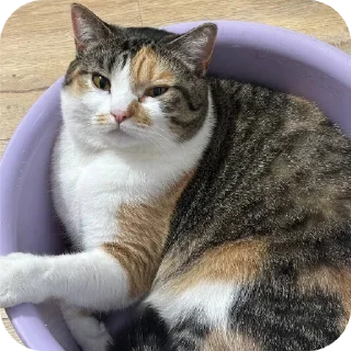 🐱