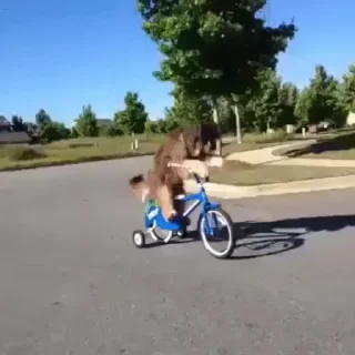 🚲