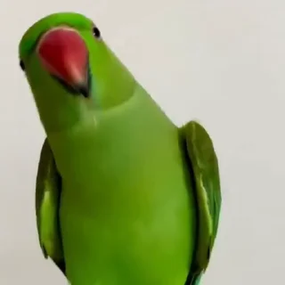🤩