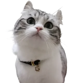 😺