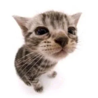 🥺