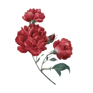 🌹