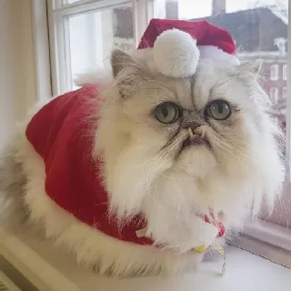 🎅