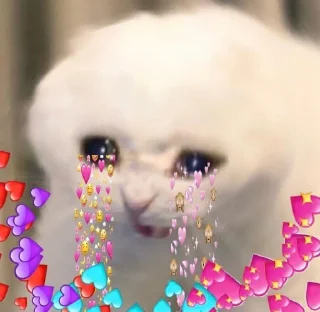 🐱