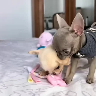 🐶